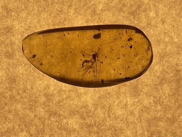 Authentic Fossil Mosquito in dinosaur aged Burmese amber. 100 million years old.