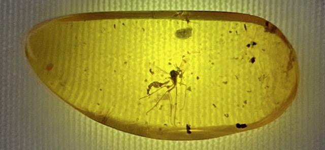 Authentic Fossil Mosquito in dinosaur aged Burmese amber. 100 million years old.
