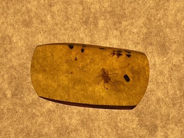 Authentic insect Fossil in dinosaur aged Burmese amber. 100 million years old.