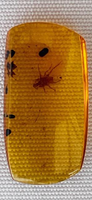 Authentic insect Fossil in dinosaur aged Burmese amber. 100 million years old.