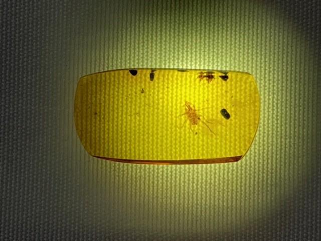 Authentic insect Fossil in dinosaur aged Burmese amber. 100 million years old.