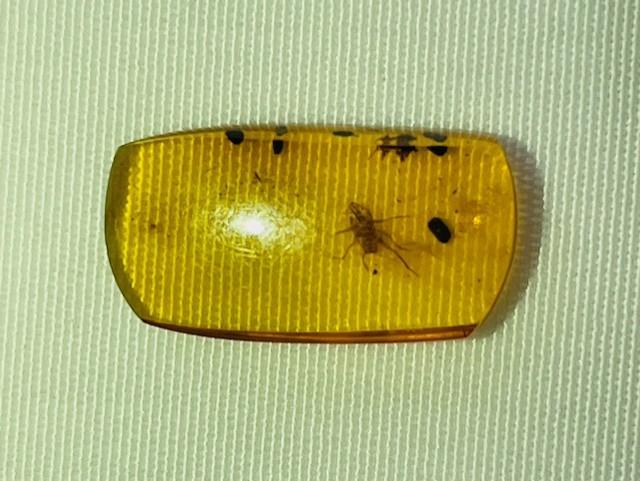 Authentic insect Fossil in dinosaur aged Burmese amber. 100 million years old.