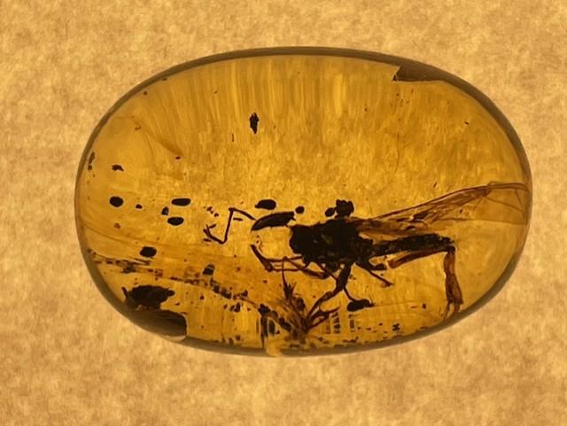 Authentic large insect Fossil in dinosaur aged Burmese amber. 100 million years old
