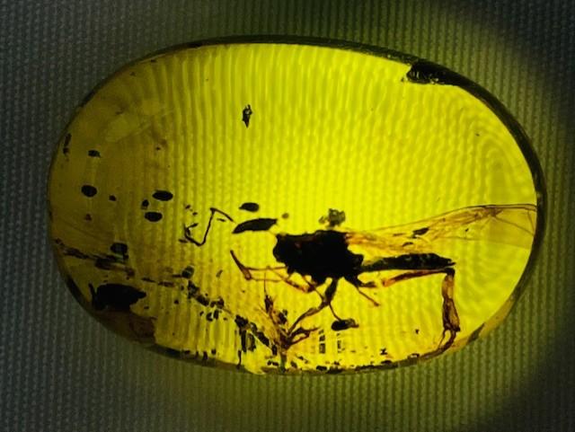 Authentic large insect Fossil in dinosaur aged Burmese amber. 100 million years old