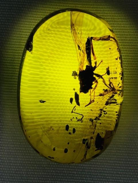 Authentic large insect Fossil in dinosaur aged Burmese amber. 100 million years old